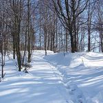 cesta zimním lesíkem