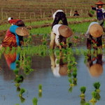 Práce na rýžovém poli