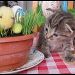 Zdravím všechny o velikonočních svátcích.Nebodovat.