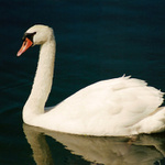 <B><U>--Labutí královna--</U>