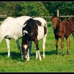 <B><U>---RODINKA---</U>