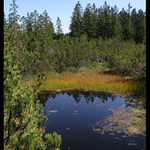 <B><U>Tříjezerní slať</U></B>