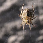 Tak kde se toulá ta 1. jarní muška..?