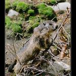 ŠVÝCARSKÝ ŽEBRÁČEK