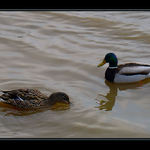   <b><u>*****Haf,mňau,méé či čo som to ... *****</b></u> </a></span><br>