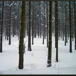 zimní brankoviště