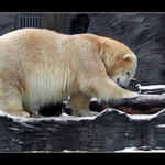 Nebuď drzej, mravenče!