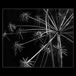 Také čekají na jaro?