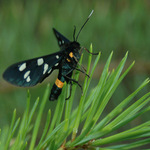 Běloskvrnáč Pampeliškový