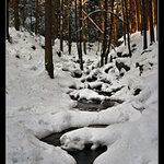 Winter in Forest