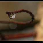 předsunutá hlídka