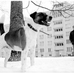 Games People Play.......and dogs too. III