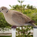 Top modelka ze zvířecí říše