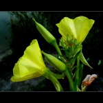 ... očekávání, krása a zánik ...