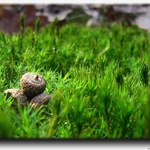 <b>Tri žalude pre...