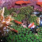 Poseidonova zahrádka