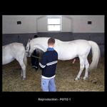Reproduction - FOTO 1