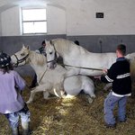 Reproduction - FOTO 2