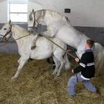 Reproduction - FOTO 3