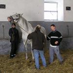 Reproduction - FOTO 4