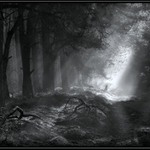 ***něco málo z lesa***