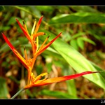 Brazílie 2005 - Jungle Orchidea