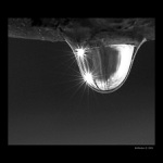 Když stromy pláčou...