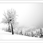 Čekání na jaro IV.