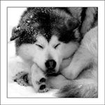 Psík vyhřívající se na sněhu.