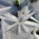 Ledový květ