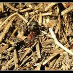 ...a potkal jsem v lese mravence