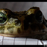 Tak už to cvakni ...