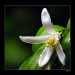 Citrus mitis "CALAMON"