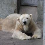 medvěd lední ospalý (lat. brumlus mrazus ochrapus)