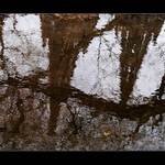 Vyšehradské kaluže