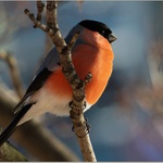 Hýľ (ne)obyčajný