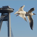 Tanecne pary, volny program :-)