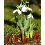 Sníh se změnil na sněženky