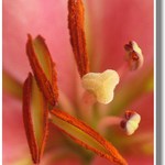 Blizna a tyčinky lilie