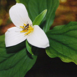 Trilium lilie