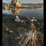 Mono Lake V.