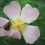 Aj mne sa ruže páčia