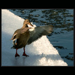 rozcvička: na špičky a predpažiť