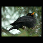 ...len taky drozd cierny...