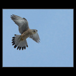 ...dalsia ptakovina...