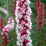 ...bude opět teplíčko...