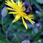 -cmelda briliantik a poupata-