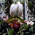 Orchidea