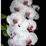 Orchidea