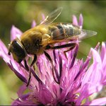 nejaký ten opeľovač